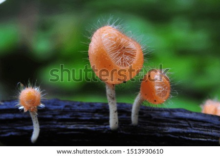 orange mushroom on wooden. natural daylight