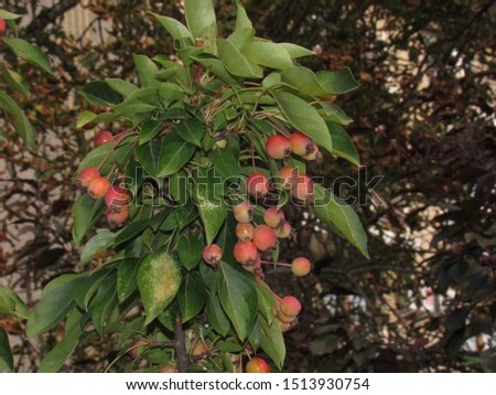 Wild small apples red orange color on a background of green leaves