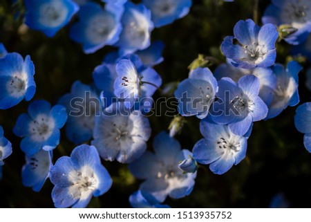 Flower of a baby blue-eyes blooming in the one side