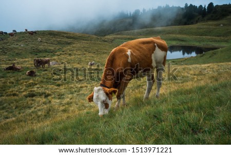 Cow eats on mountain valley pasture in Austrian Alps