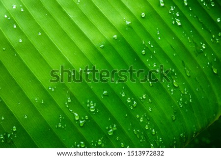Background images of water droplets on green leaves, water drops on leaves in the rainy season