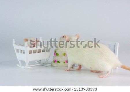 Birthday concept. Rats on the background of the cake. Mom mouse congratulates your child with the holiday.
