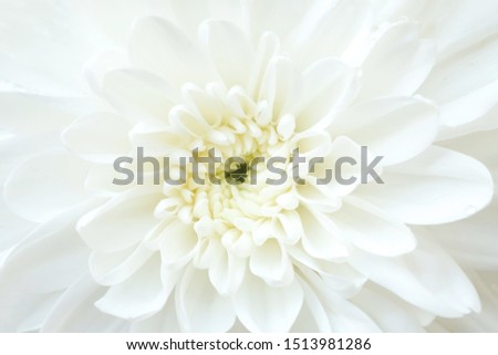 Blurry white flower, Close up petal of white Chrysanthemum flower or white flower isolated use for web design and wallpaper background