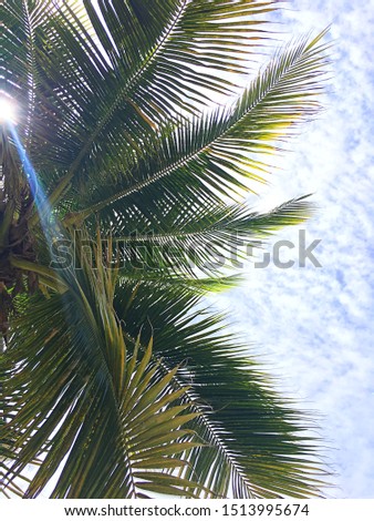 Under coconut tree with blue sky, Bang Saen Beach in Thailand