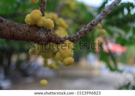 Star Gooseberry (Phyllanthus acidus) Thailand fruit