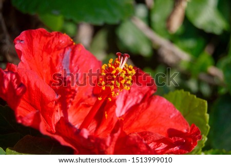 Red flower with green background