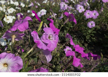 wildflowers of violet color in a clearing among the forest in sunny weather on gray earth and white flowers in the background.