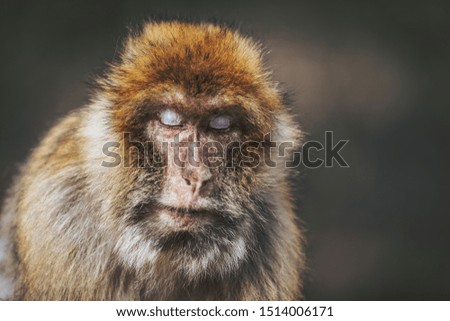 Macaque relaxing in the sun