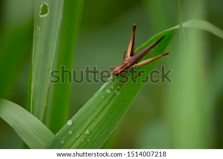 View of the grasshopper eating the dew and the natural background