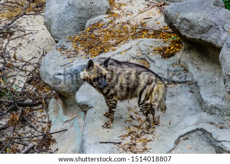 Striped hyena (Hyaena hyaena) on a stone