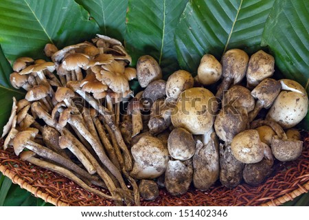 Termite Mushroom,Termitomyces fuliginosus Heim,Mushroom