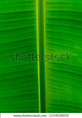 Banana leaf taken close-up, showing clear pattern, suitable for background images