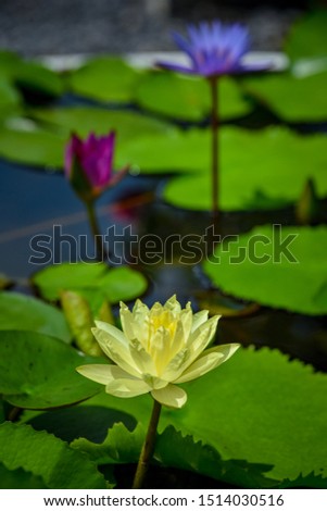 Lotus in the water with the green leaf background. Colorful lotus flower in the garden. Natural concept background. Card designed by natural.