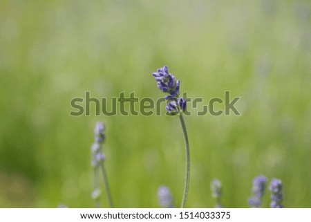 Lavender on Green Field Background 