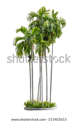 group of betel palm trees isolated on white background