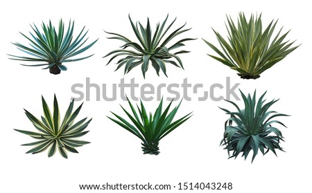 Agave collection isolated on white background.,Agave plant tropical drought tolerance has sharp thorns. Royalty-Free Stock Photo #1514043248
