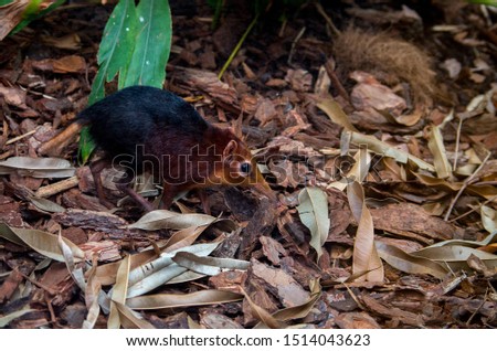 The black and rufous elephant shrew, (Rhynchocyon petersi) the black and rufous sengi, or the Zanj elephant shrew is one of the 17 species of elephant shrew found only in Africa. Royalty-Free Stock Photo #1514043623