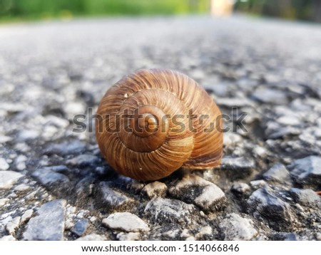 Brown snail house on asphalt. Close up picture. 