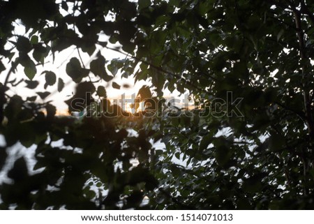 The dark green leaves of a birch tree with black shadows shine through a bright golden and orange reflection of the setting sun, which is reflected from the city house