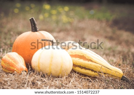 Different types of pumpkins harvest