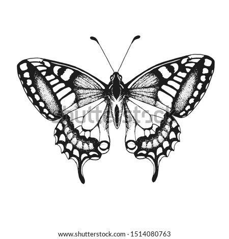 butterfly, vector illustration isolated on white background, hand drawing, ink