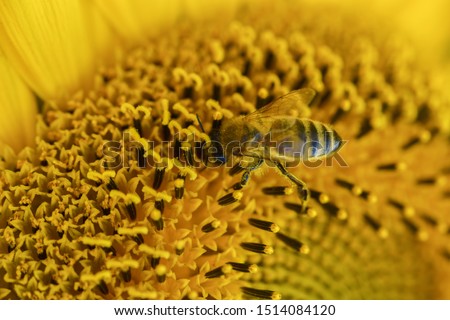 Macro of western honey bee (Apis mellifera) covered with yellow pollen collecting nectar on sunflower.