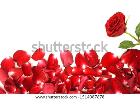 Rose petals and roses on white background Royalty-Free Stock Photo #1514087678