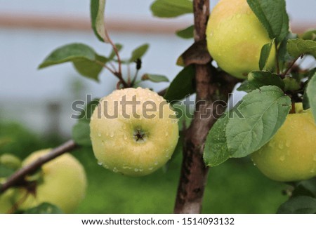 Fresh ripe apples green on a branch on a tree in autumn in drops of rain