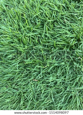 Green grass background texture. View of Above Green flooring throughout the area Suitable for creating golf courses Recreation areas, football fields, or even playing fields. The grass feels soft. 