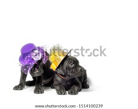 couple little puppy dog ​​of breed canecorso in funny hats on a white background in isolation closeup