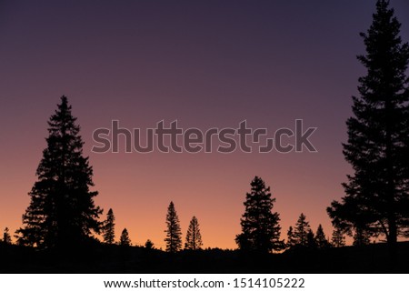 silhouette trees with the sunset