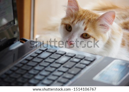 White-red cat with computer keyboard lying on window board, close up Royalty-Free Stock Photo #1514106767
