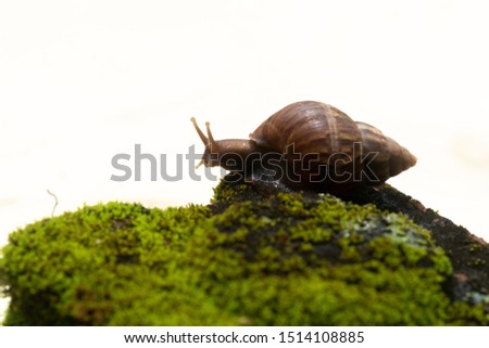 Big snail in shell crawling on the background of moss,Helix pomatia,  common names the Burgundy , Roman , edible or escargot snail 