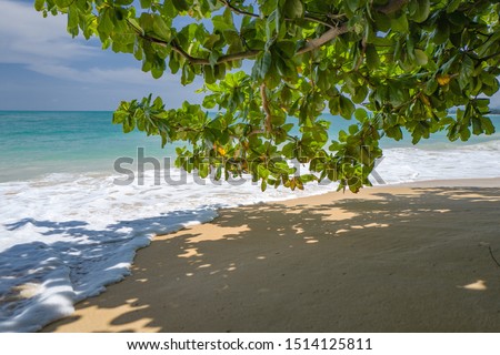 Tropical tree on the beach