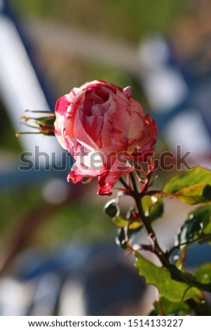 rose in various shades of pink