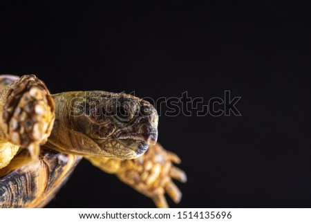 Homemade hand tortoise on wooden background. Photographed close-up.