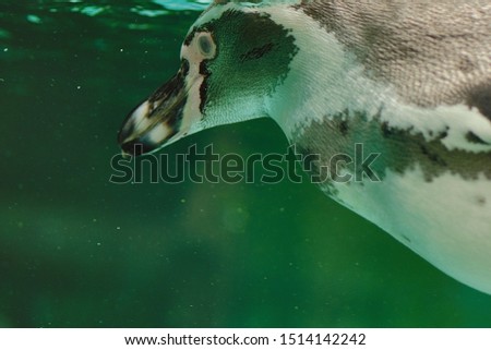 Beautiful big penguin under water