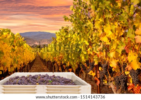 Wine Grapes on the Vine, Ripe Ready for Harvest on Autumn Vineyards