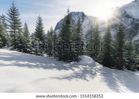 Snowy fir trees and snow-capped Alps mountain peaks, in Ehrwald, Austria. Winter landscape with snow-covered nature and sunshine. Sunny winter day scenery.