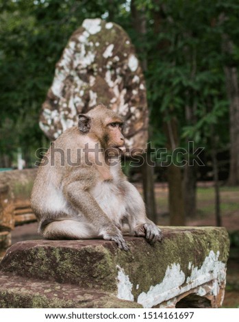 A picture of a curious monkey in the temple ruins of Angkor Wat in Cambodia