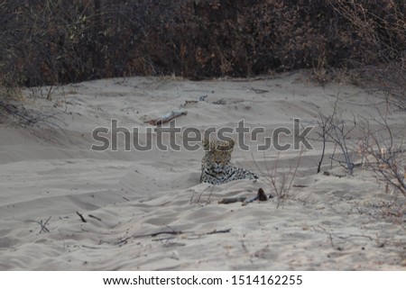 Leopard lying on street in khama rhino sanctuary in Botswana on holiday. Traveling during dry season in summer.