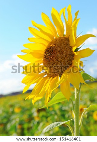 Picture of Sunflower closeup summer sunny day