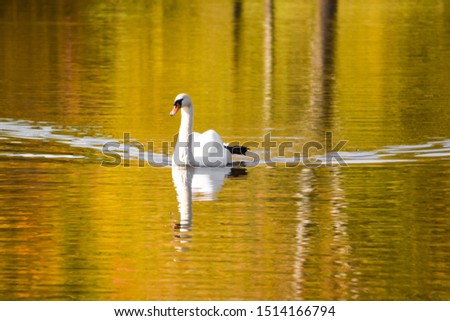 POLTAVA, UKRAINE - 25 SEPTEMBER 2019: White swan floats on the lake in autumn