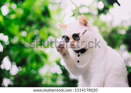 Portrait of Tuxedo White Cat wearing sunglasses and suit,animal  fashion concept.
