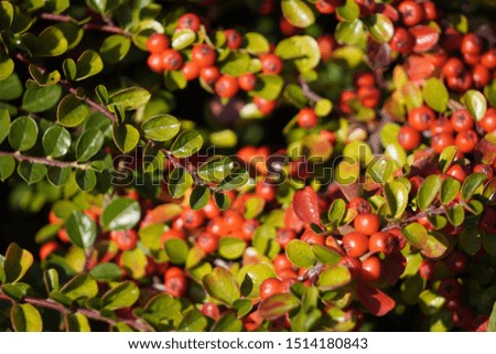 Bush with green leaves and berries, ripe autumn fruits. berry background, in focus branches in the foreground