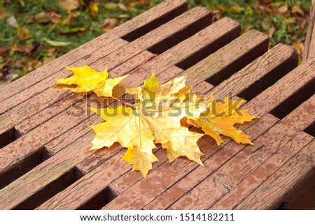 Yellow autumn leaves on a bench.