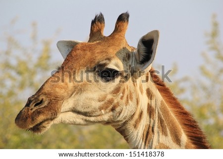 Giraffe - Wildlife Background from Africa - Portrait of Color, Grace and Elegant Wonder
