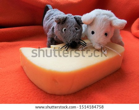 Funny White and gray mouse with a big piece of cheese. Close-up photo of the animal-symbol of new 2020 year
