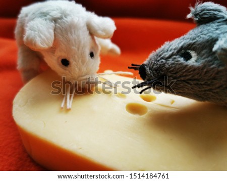 Funny White and gray mouse with a piece of cheese. Close-up photo of the animal-symbol of 2020
