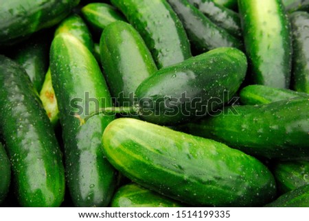 Close up of freshly harvested cucumbers